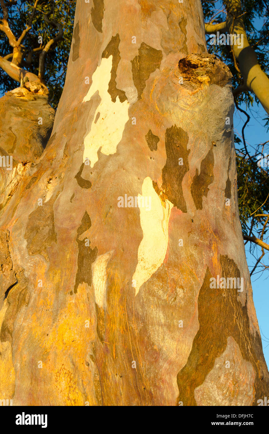 Gum Tree, eucalyptus, avec l'écorce colorée, Hervey Bay, Queensland, Australie Banque D'Images