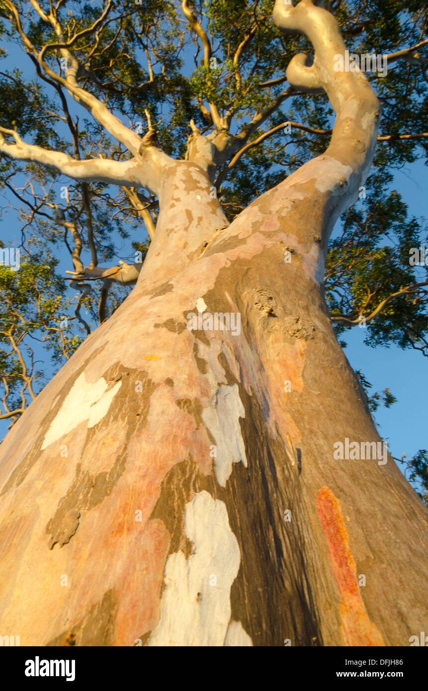 Gum Tree, eucalyptus, avec l'écorce colorée, Hervey Bay, Queensland, Australie Banque D'Images