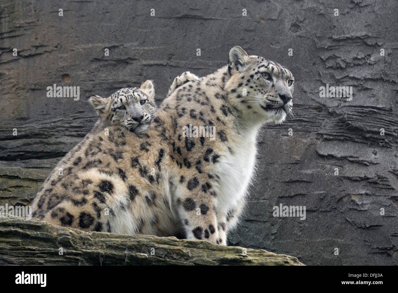 Snow Leopard avec ses 5 1/2 mois cub Banque D'Images