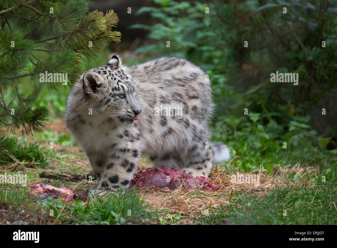 Snow Leopard cub, 5 1/2 mois avec des aliments Banque D'Images