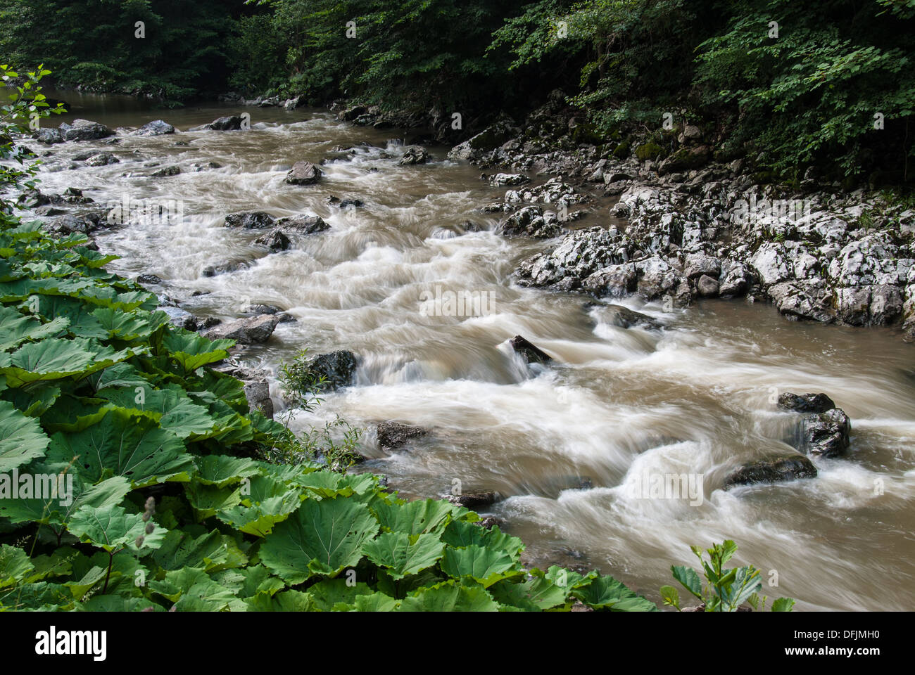 Un ruisseau de montagne avec des rochers et des arbres en Bosnie et Herzégovine Banque D'Images