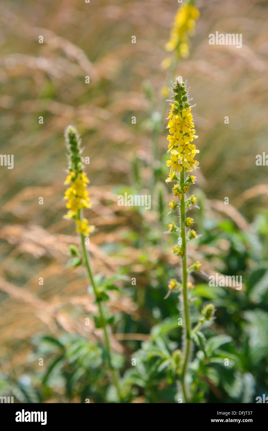 Aigremoine, Agrimonia eupatoria, fleurs sauvages, Dorset, Angleterre Banque D'Images