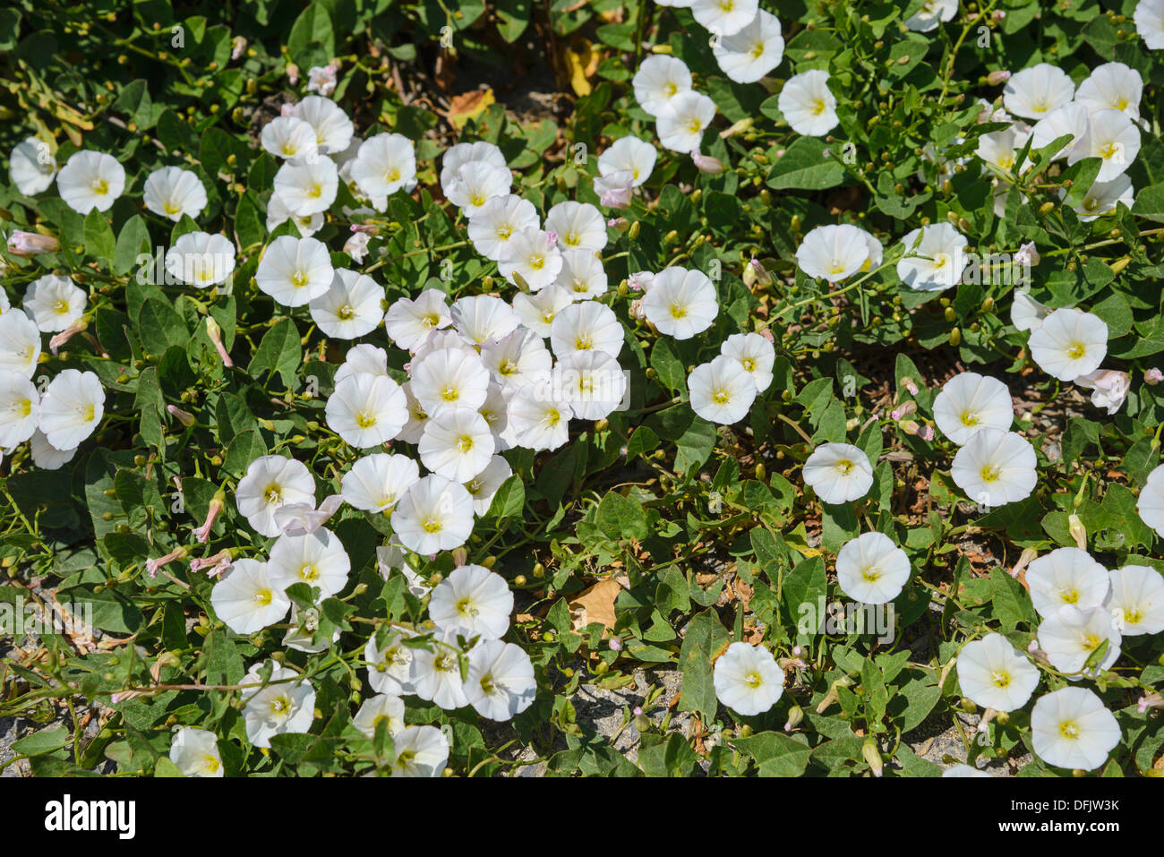 Le liseron des champs, Convolvulus arvensis, variante blanc, fleurs sauvages, Dorset, Angleterre Banque D'Images