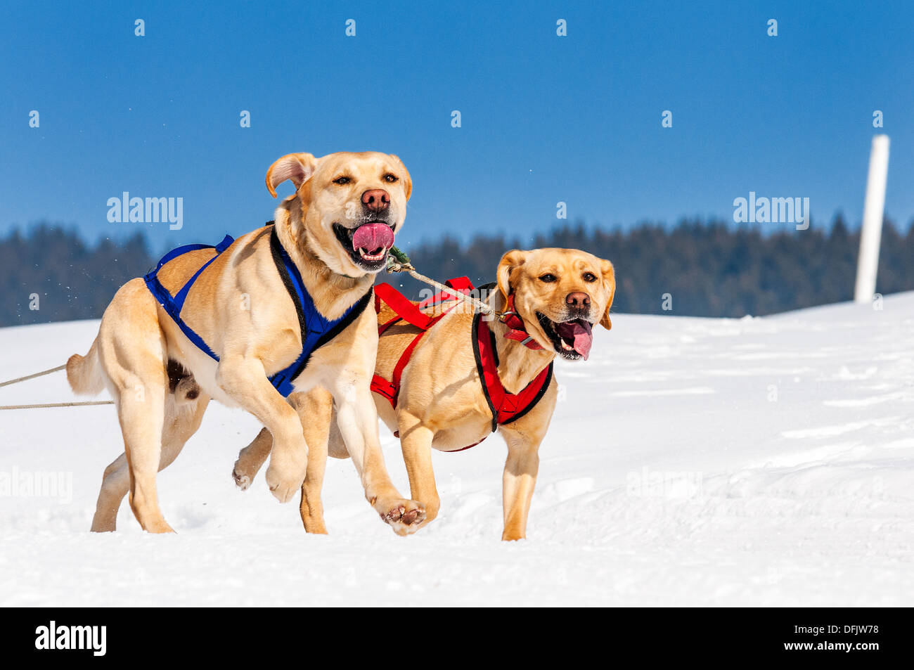 L'équipe de chien sportif est en marche dans la neige Banque D'Images