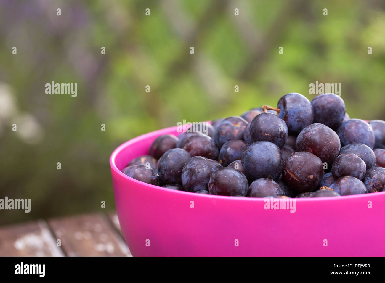 Prunus domestica. Les prunes quetsche récoltés dans un bol rose. Banque D'Images
