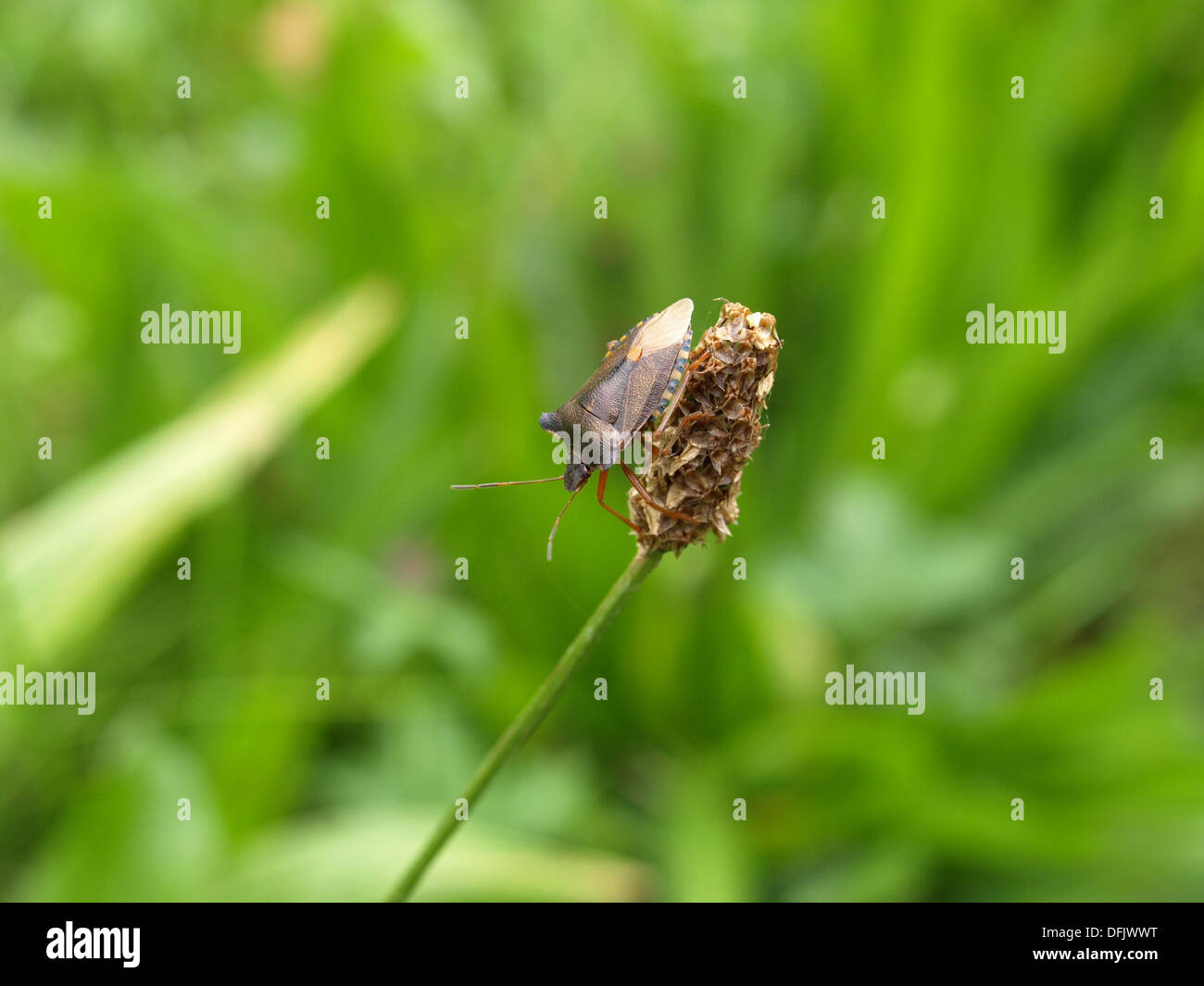 Pentatoma rufipes bug / forêt / Rotbeinige Baumwanze Banque D'Images