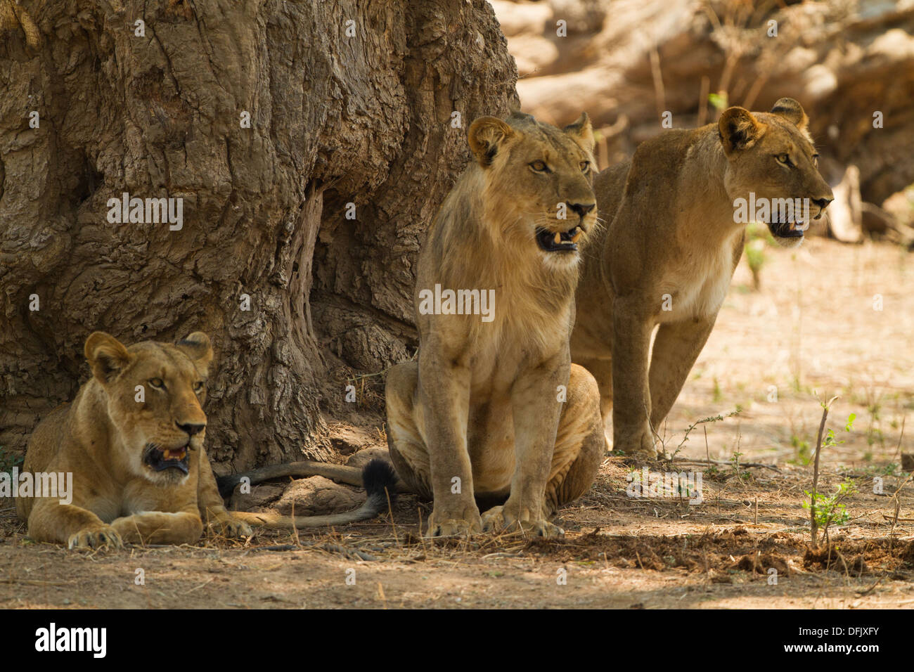 Trois lions haletants de refroidissement dans l'ombre d'un arbre Banque D'Images