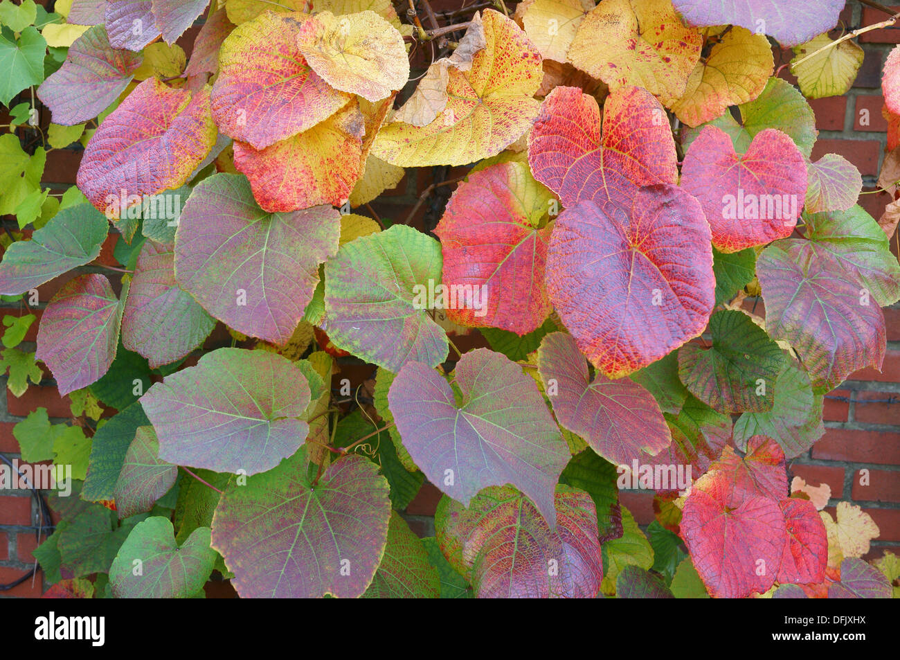 Crimson Glory Vine Gloryvine feuilles multicolores en automne Vitis Coignetiae Banque D'Images