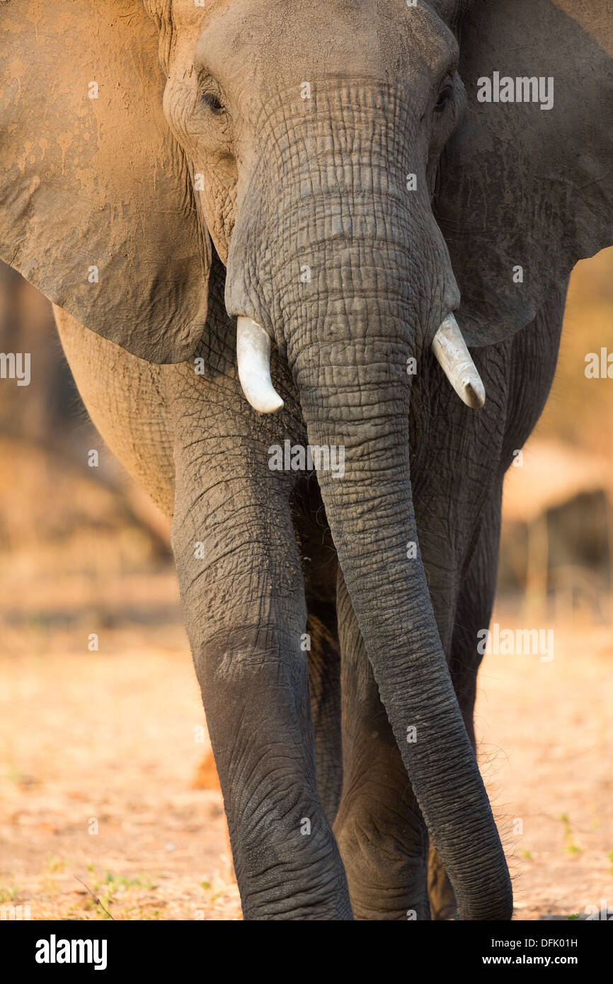 Vue avant de la marche l'éléphant africain, close-up Banque D'Images