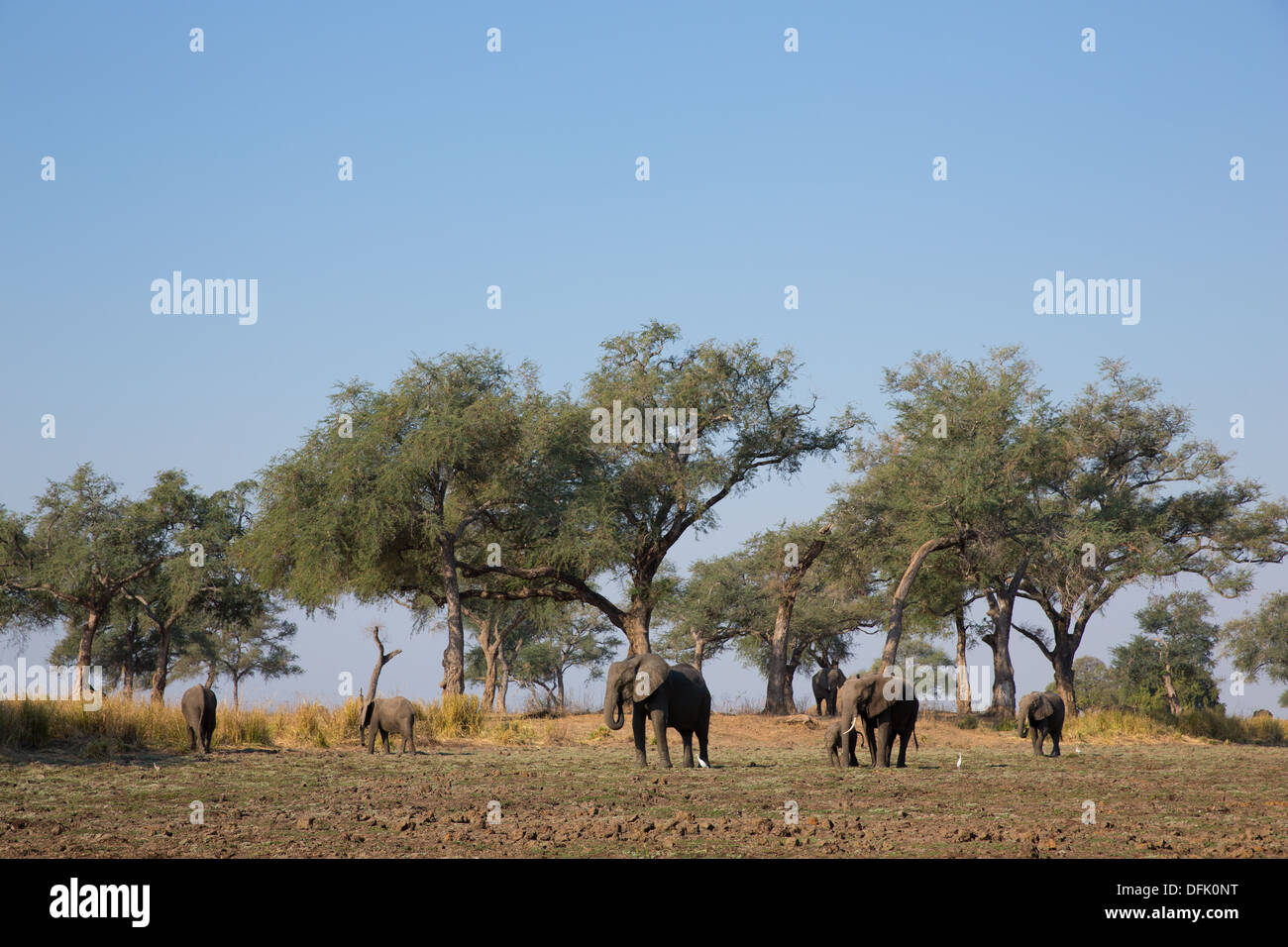 Paysage des éléphants d'Afrique Banque D'Images