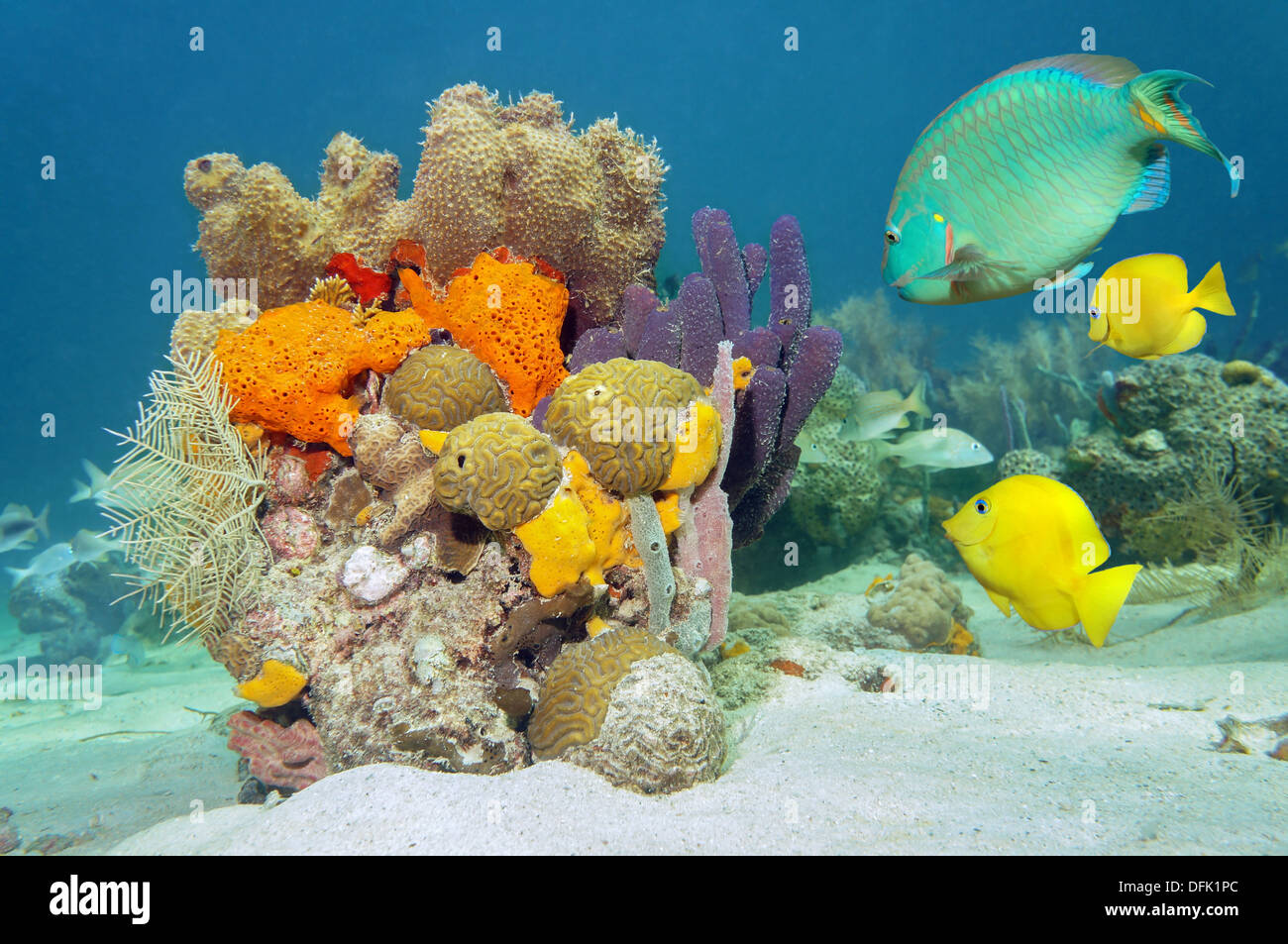 Couleurs de la vie marine sous l'eau avec les poissons tropicaux, coraux et éponges de mer, océan Atlantique Banque D'Images