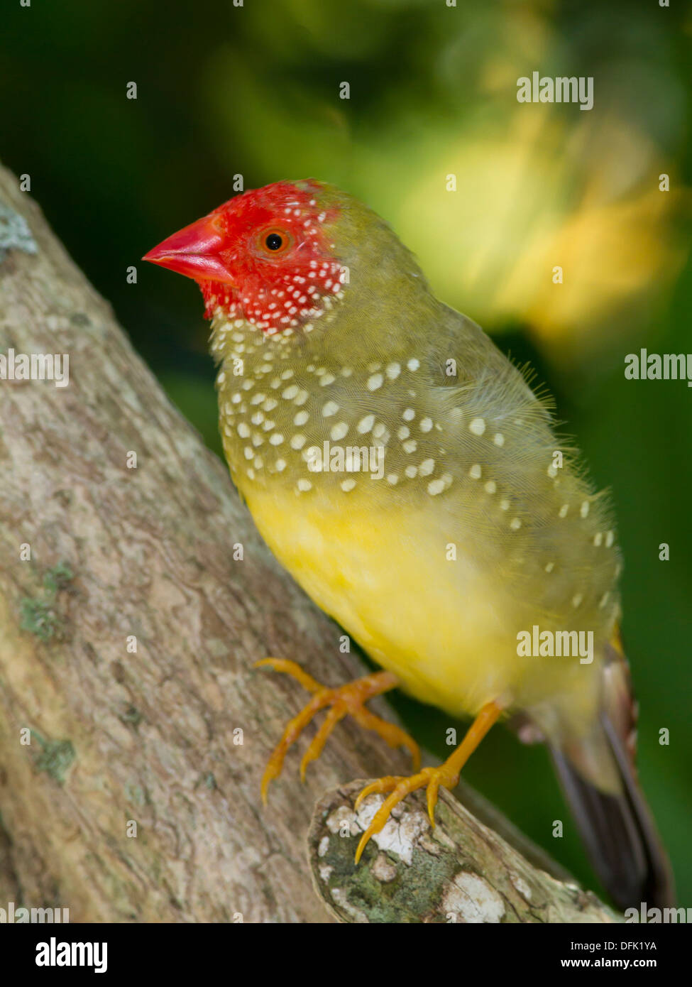 Star Finch (Neochmia ruficauda) - Fort Lauderdale, Floride. Banque D'Images