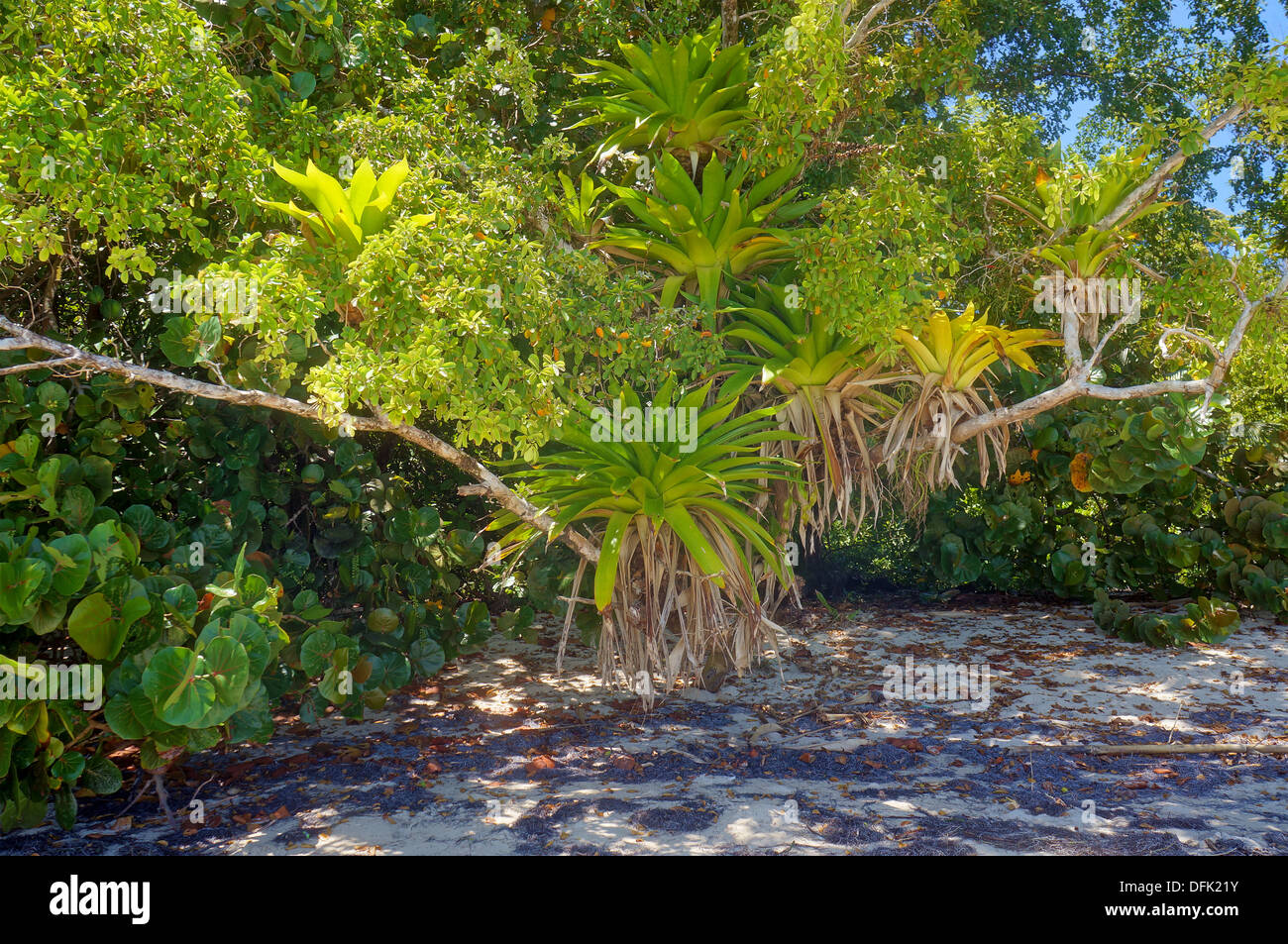 Plus de Broméliacées épiphytes luxuriant arbre dans une plage des Caraïbes, le Costa Rica Banque D'Images