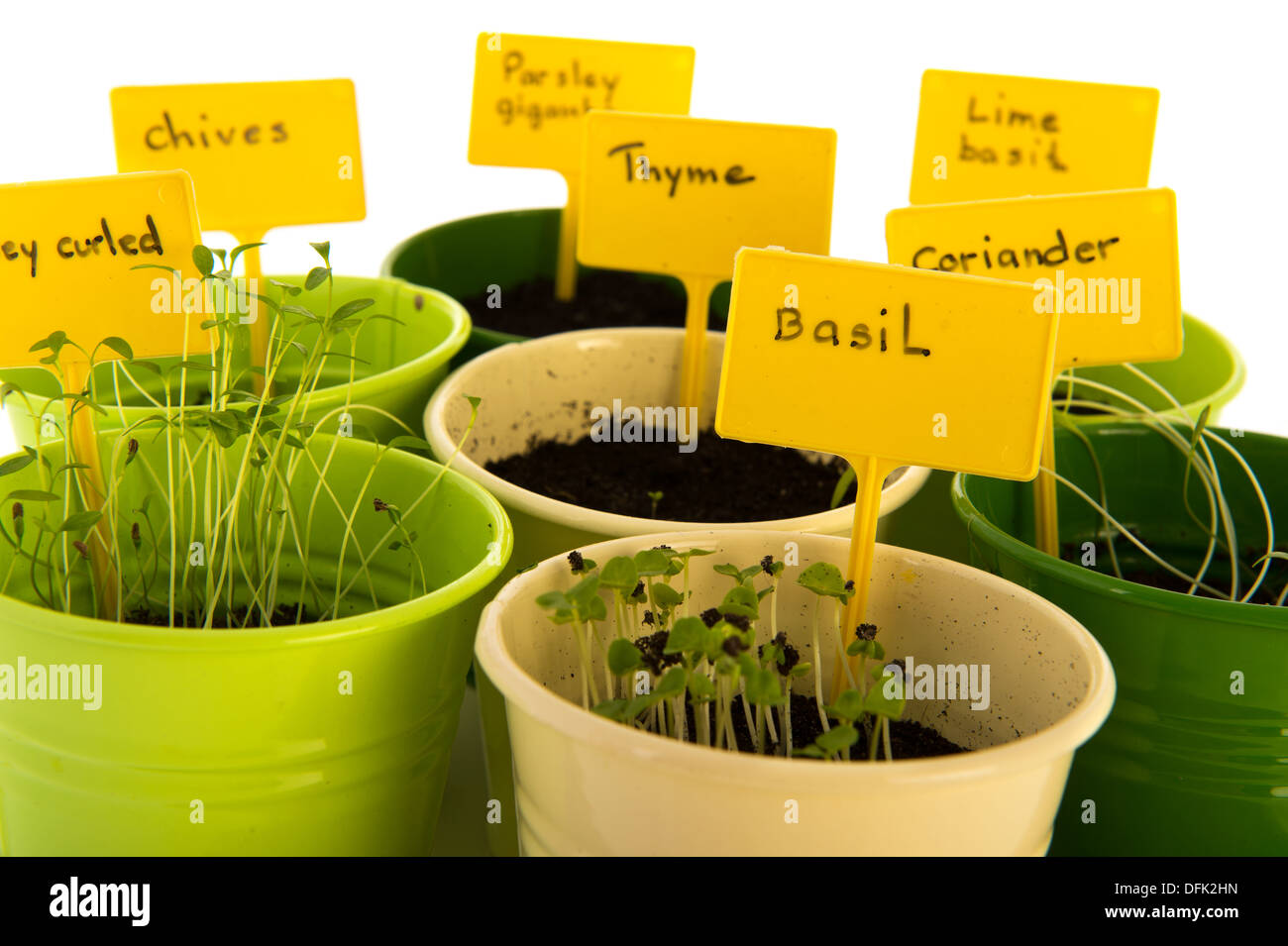 Sema herbes avec les jeunes plantes isolées sur fond blanc Banque D'Images