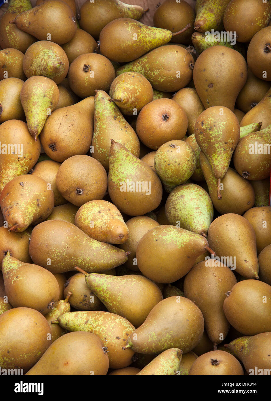 Fruits de verger imparfait automne_La poire plus populaires cultivées en Grande-Bretagne dans les vergers commerciaux, UK Banque D'Images