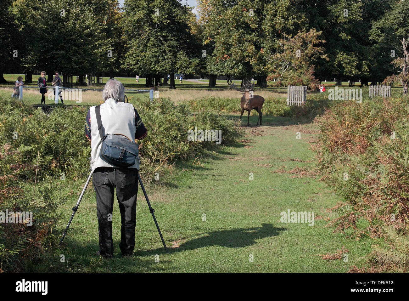 Londres, Royaume-Uni. 06 Oct, 2013. Un brave points photographe sa caméra sur un grand cerf mâle rugissant (rut) sur un après-midi ensoleillé de Bushy Park, Londres, UK. Credit : Maurice Savage/Alamy Live News Banque D'Images
