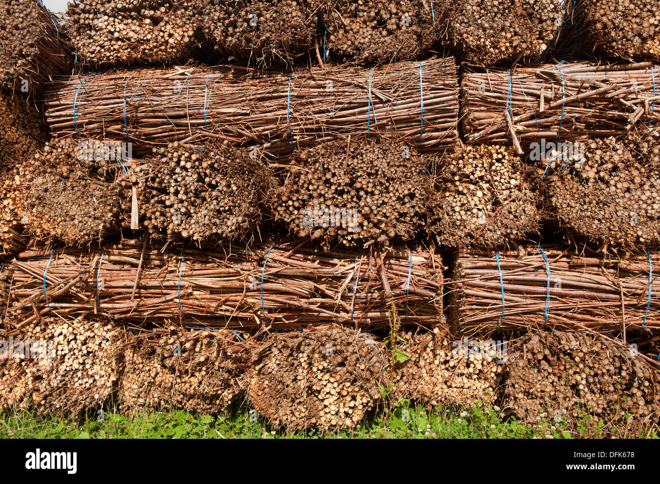 Pile de Willow balles après avoir été récolté pour le bio-carburant. , Cumbria (Royaume-Uni) Banque D'Images