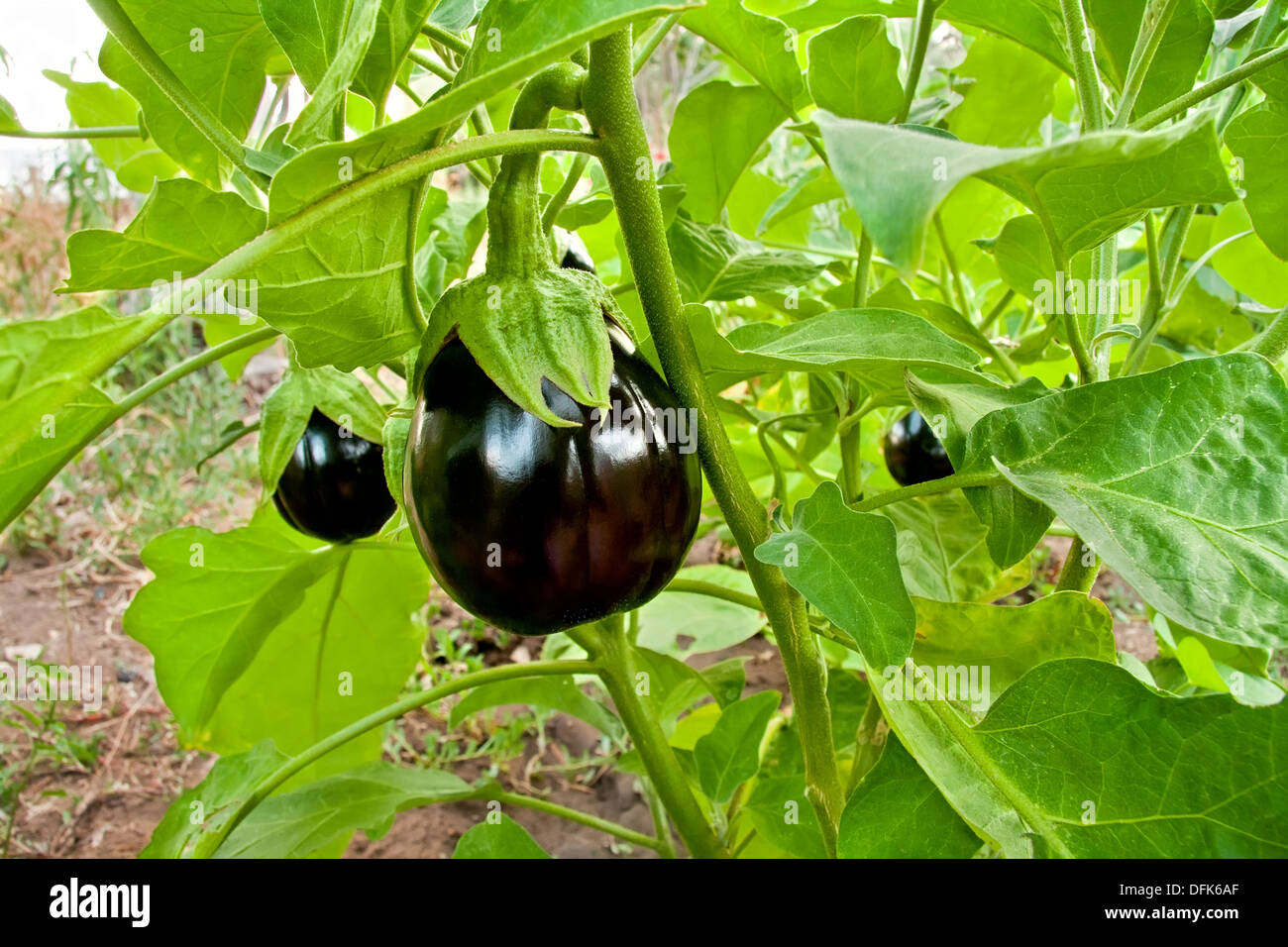 Aubergine biologique dans un jardin propice d'Aubergine sur son usine Banque D'Images