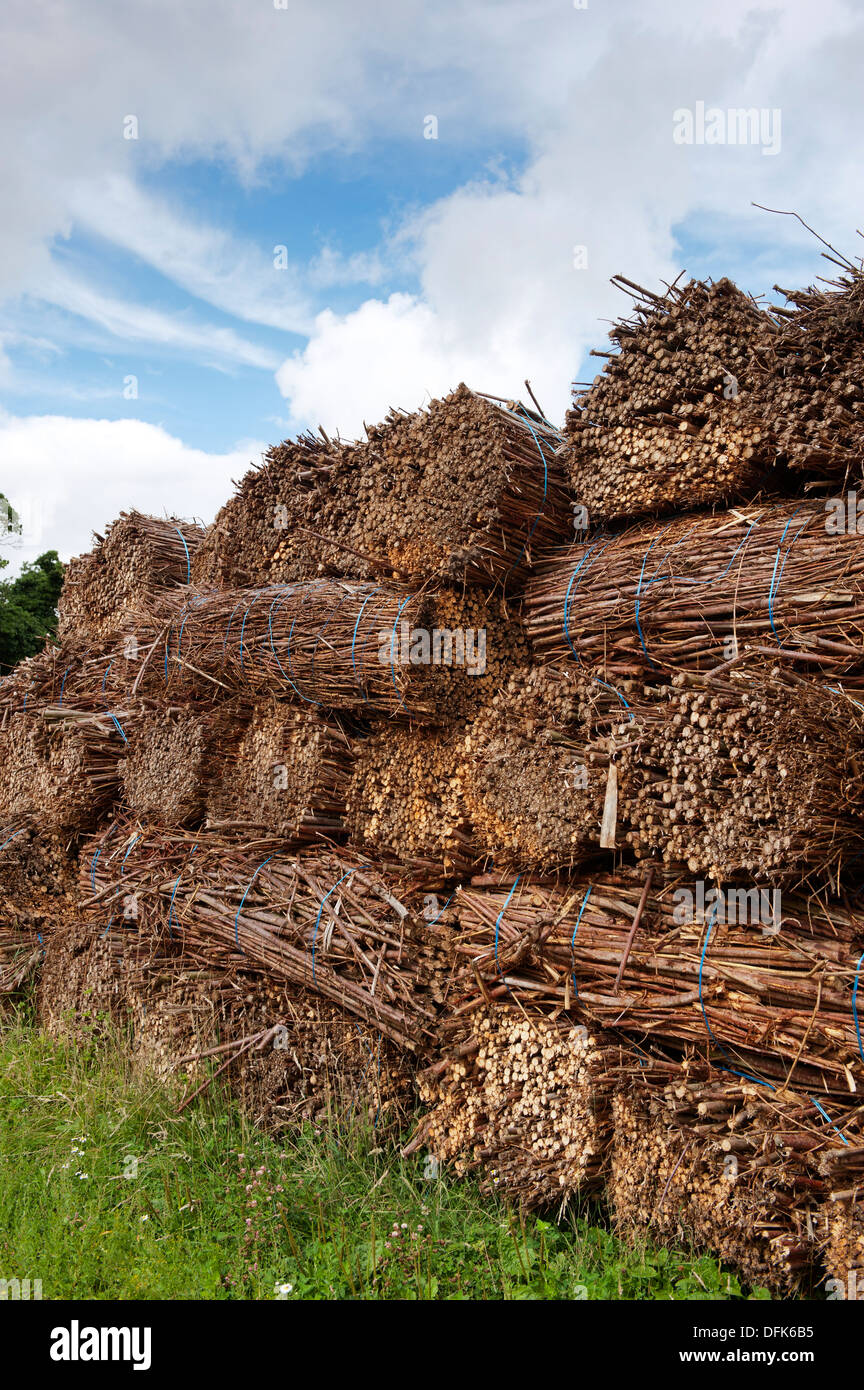 Pile de Willow balles après avoir été récolté pour le bio-carburant. , Cumbria (Royaume-Uni) Banque D'Images