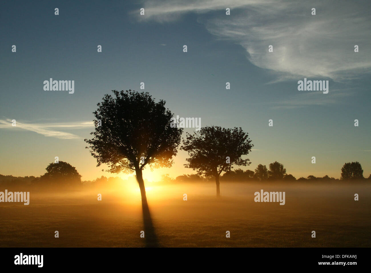 Peterborough (Cambridgeshire, Angleterre. 6 octobre 2013. Tôt le matin de brume à Nene Park derrière ces arbres juste après le lever du soleil à Peterborough, Cambridgeshire. Pic : Paul Marriott Photography/Alamy Live News Banque D'Images