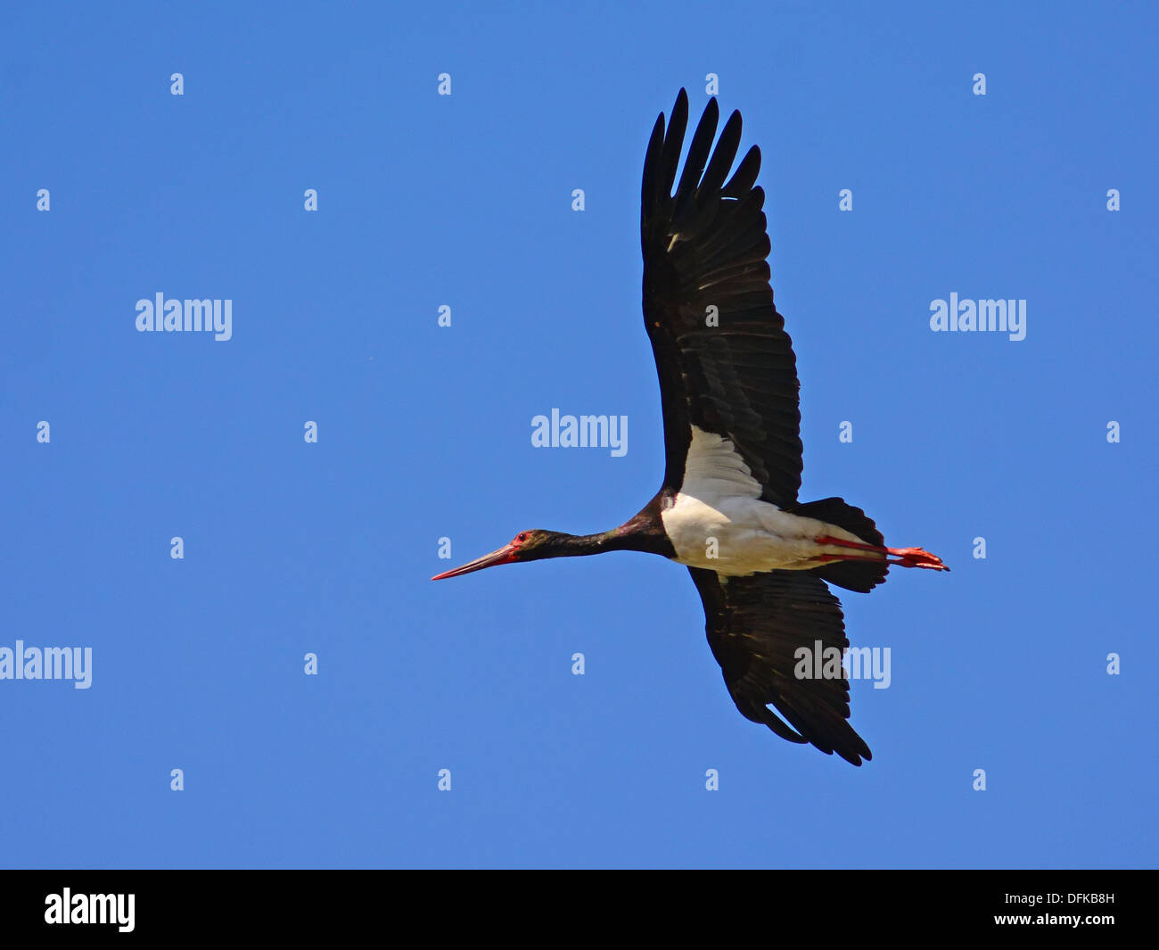 Cigogne noire Ciconia nigra, battant Banque D'Images