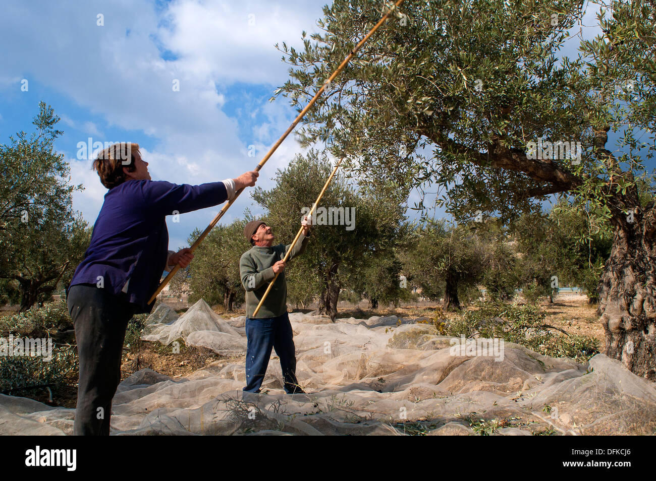 La récolte d'Olive traditionnel dans la Galilée, Israël Banque D'Images
