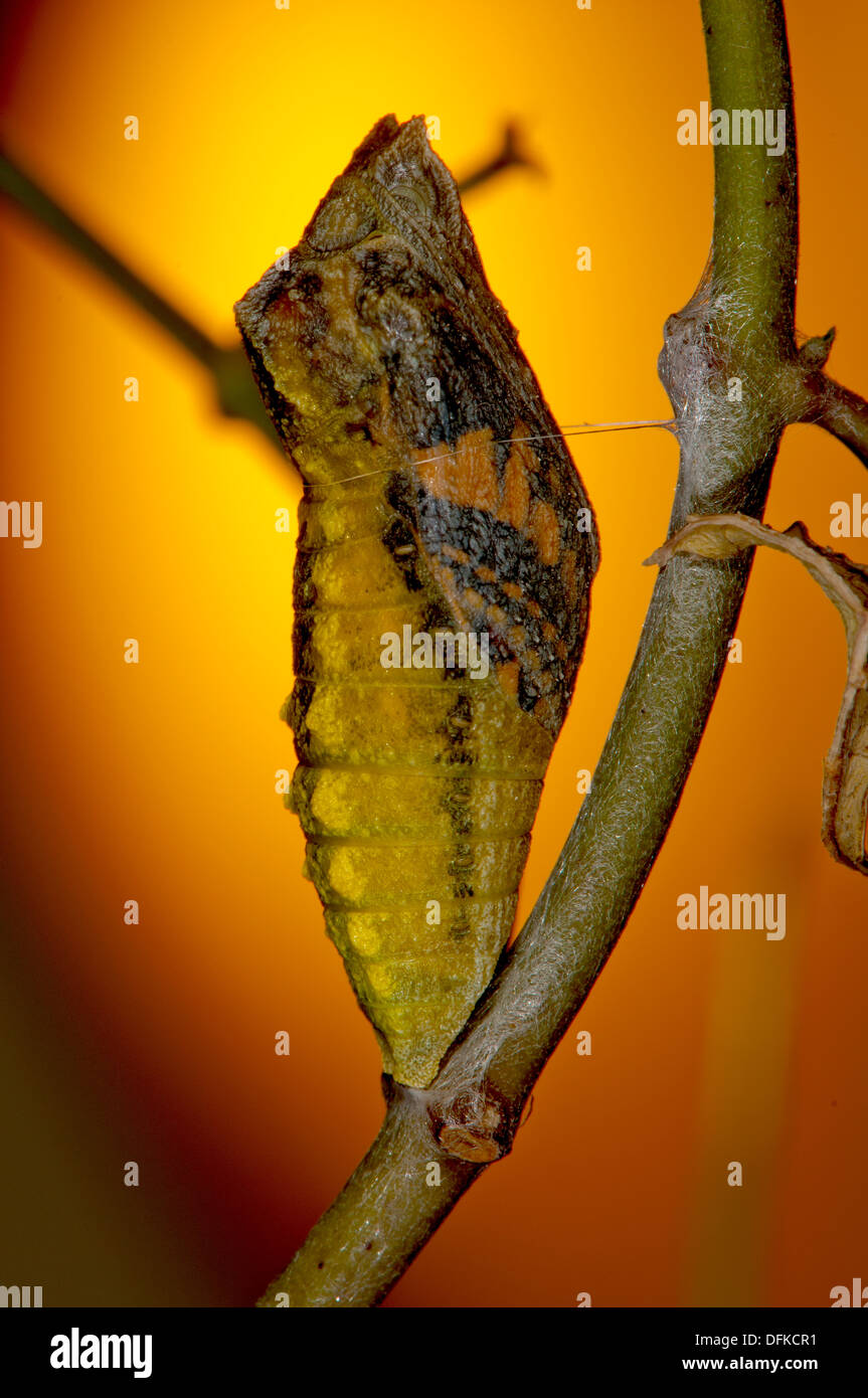 Pupa, papillon à queue de cyprès prêt à émerger Banque D'Images