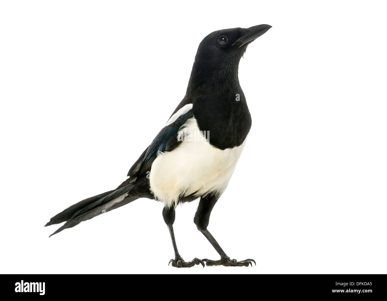Magpie commune, Pica pica, against white background Banque D'Images