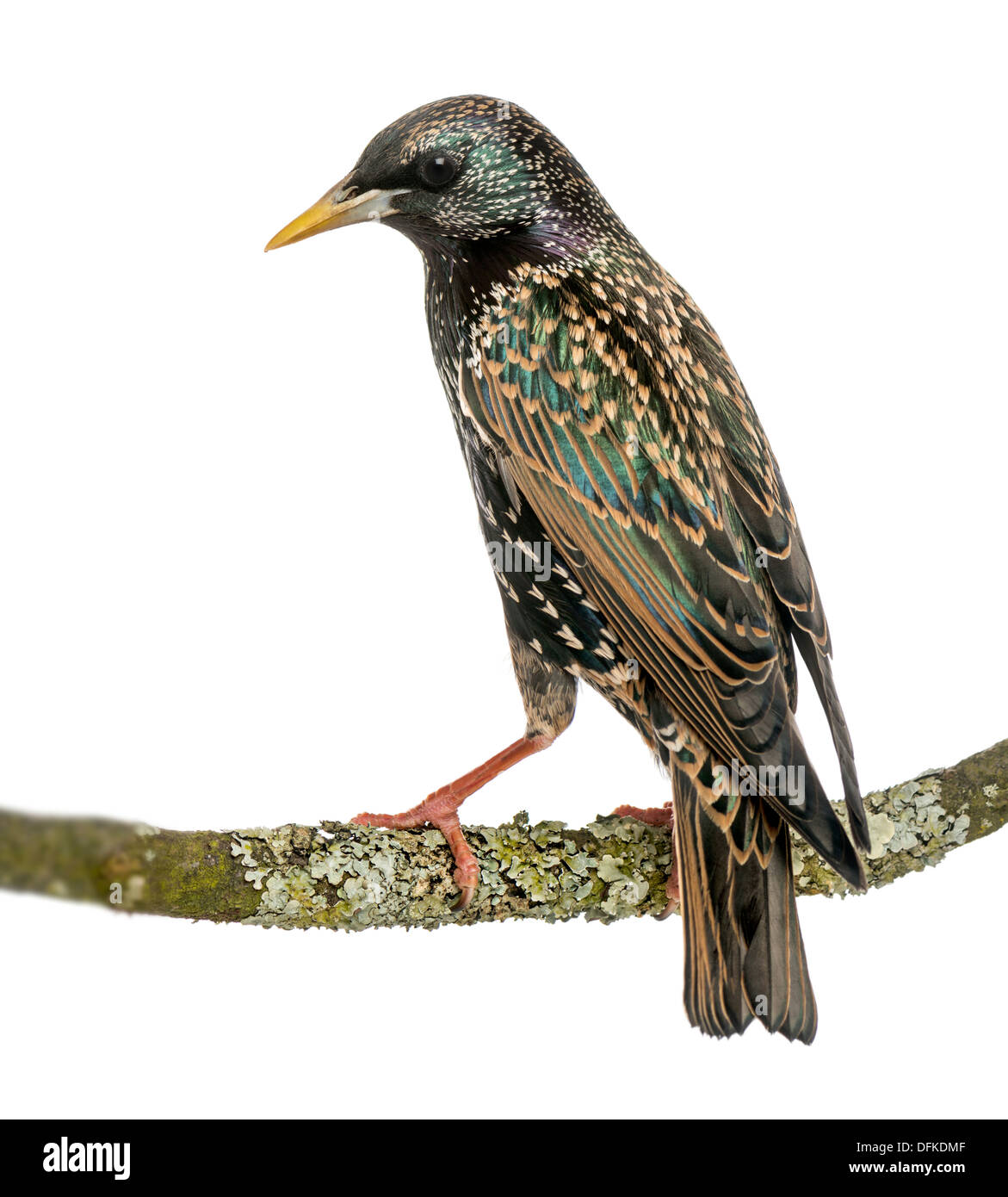 Vue arrière d'un étourneau sansonnet se percher sur une branche, Sturnus vulgaris, against white background Banque D'Images