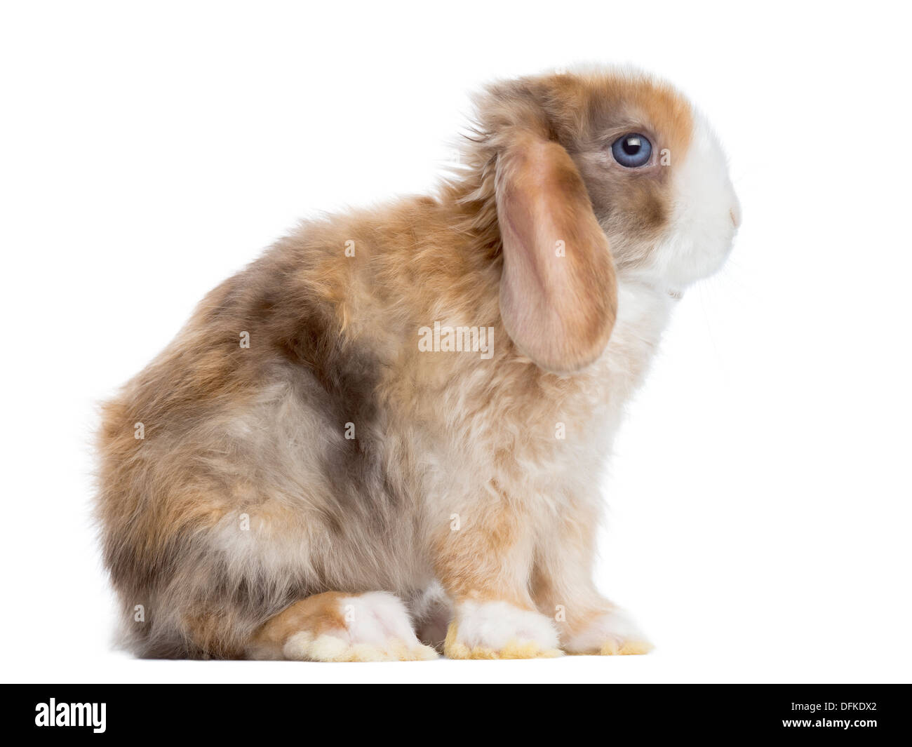 Vue latérale d'un mini Satin Lop rabbit sitting against white background Banque D'Images