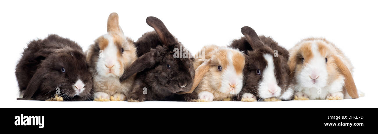 Groupe des lapins Satin Mini Lop against white background Banque D'Images