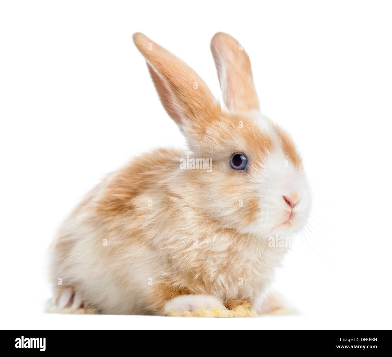Mini satin avec les oreilles de lapin Bélier, against white background Banque D'Images