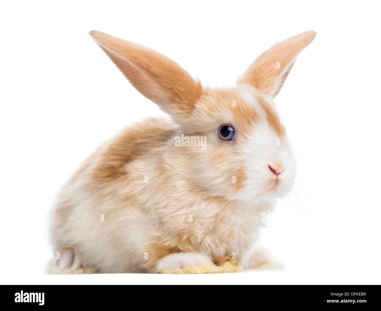 Mini satin avec les oreilles de lapin Bélier, against white background Banque D'Images