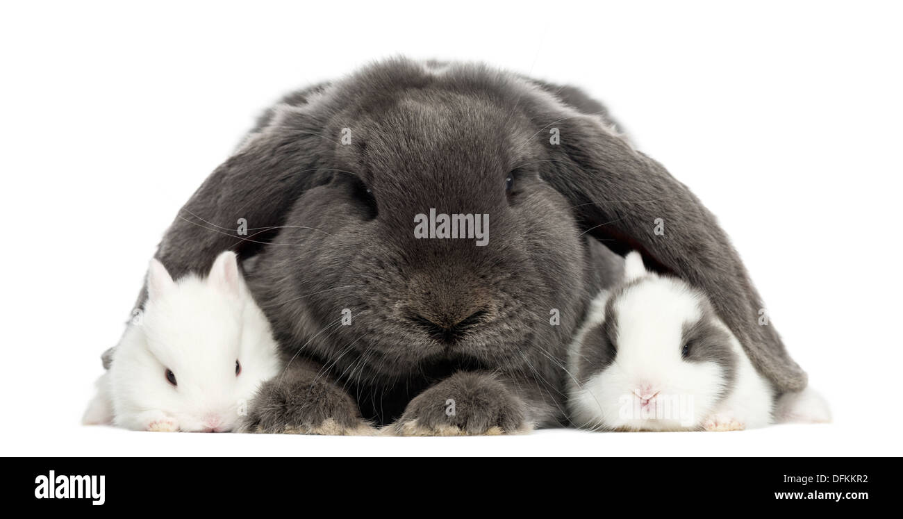 Lop-eared lapin et les jeunes lapins contre fond blanc Banque D'Images