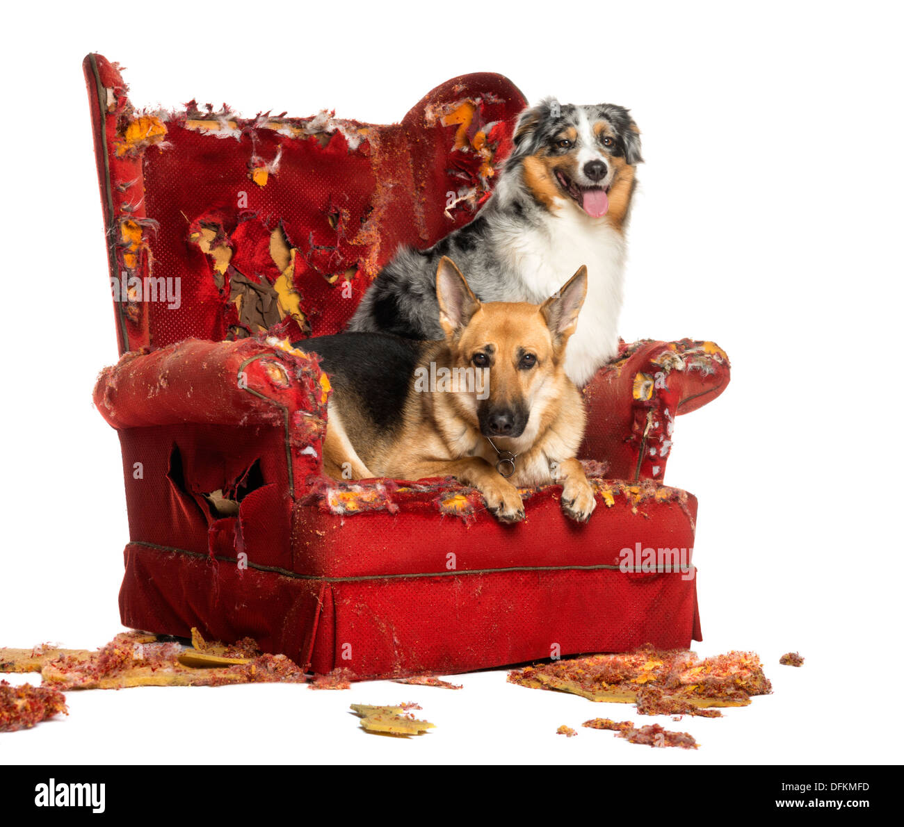L'allemand et l'Australian Shepherd Dog sur un fauteuil détruit against white background Banque D'Images