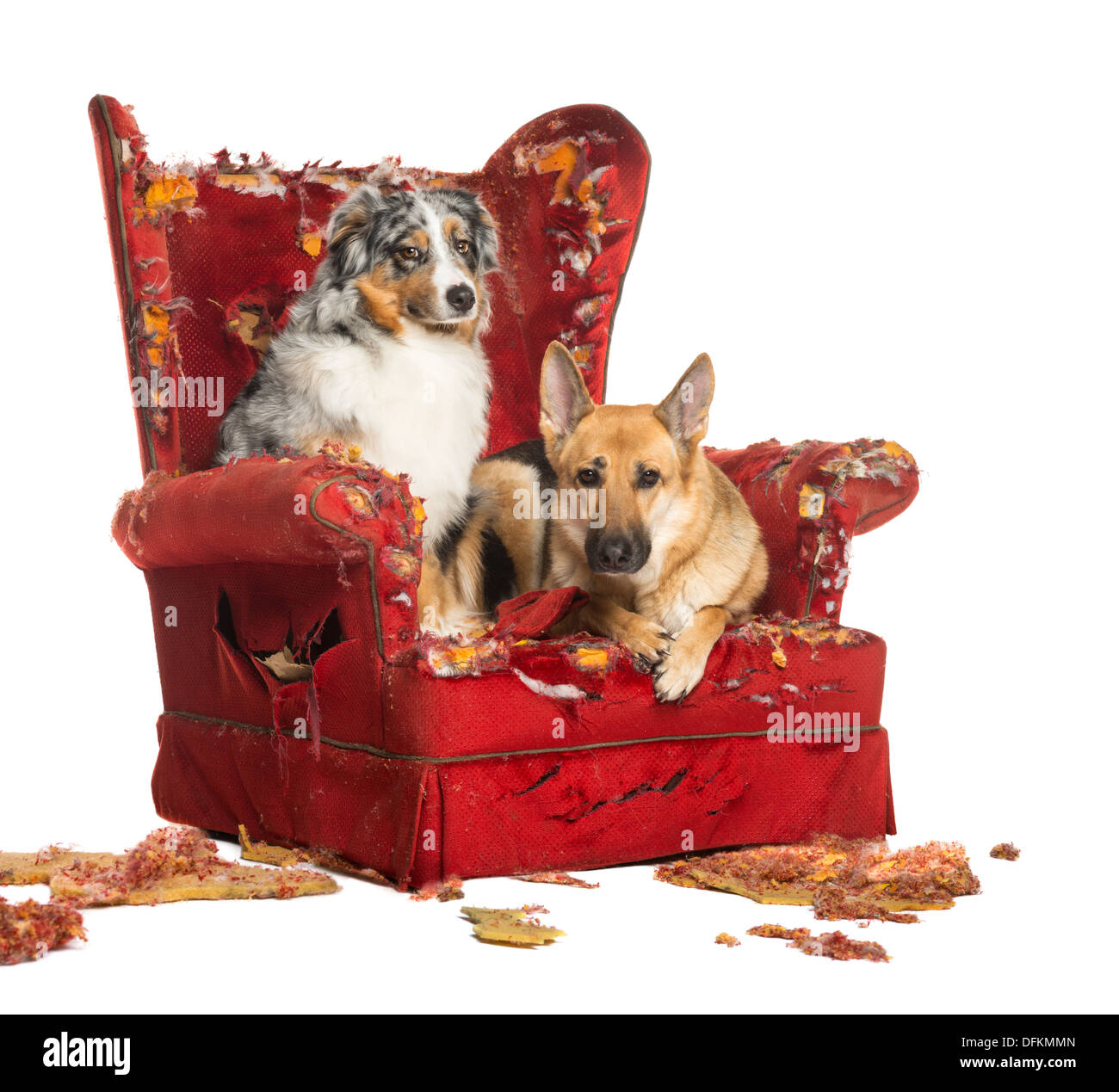 L'allemand et l'Australian Shepherd Dog sur un fauteuil détruit against white background Banque D'Images