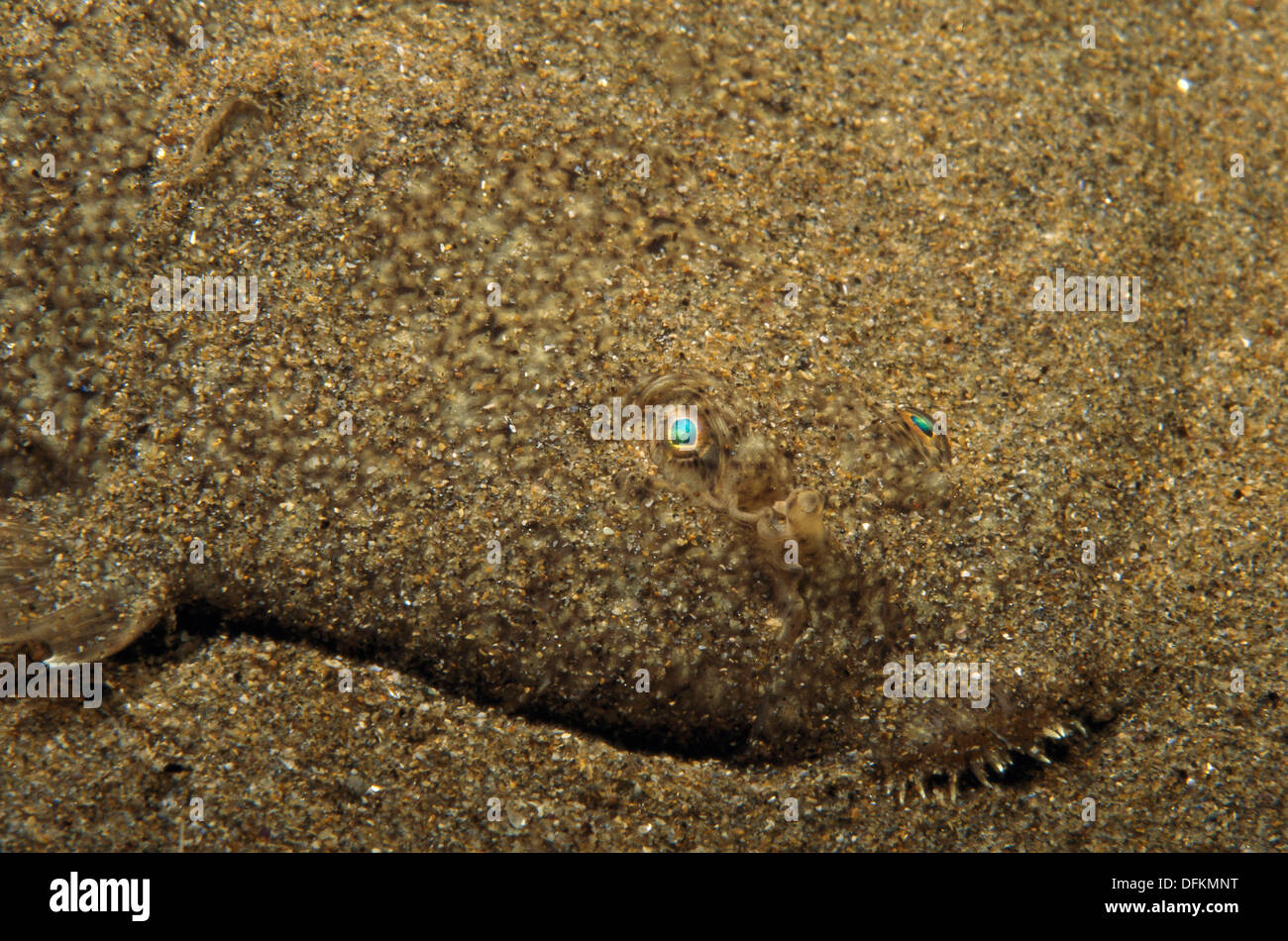 Solea senegalensis Banque d'image et photos - Alamy