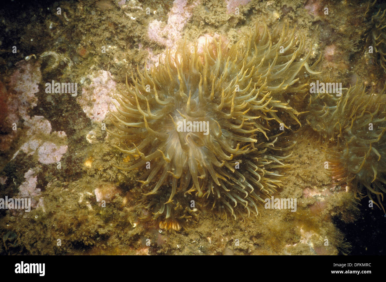 aiptasia banque d image et photos alamy