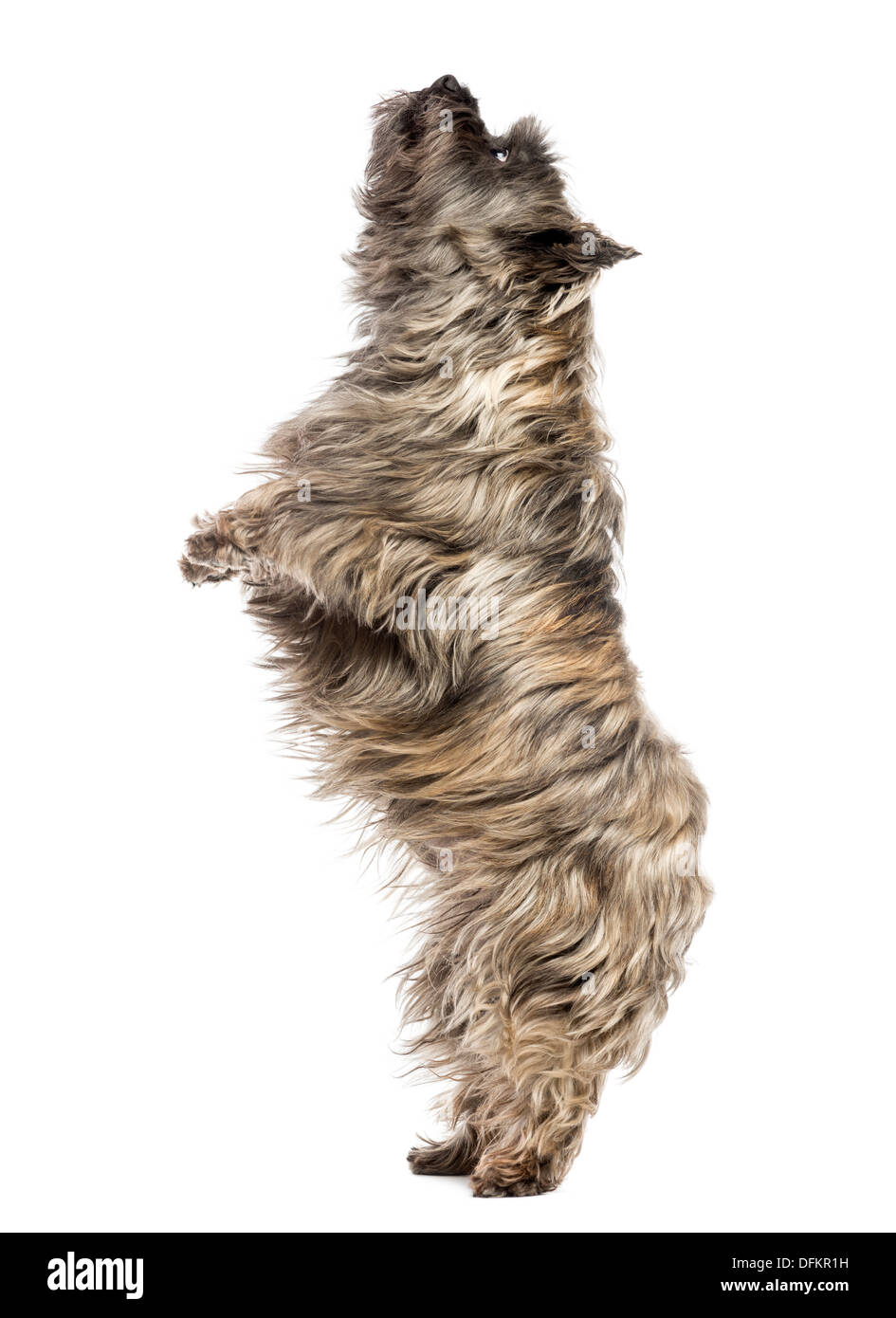 Vue de côté d'un Cairn Terrier debout, regardant vers le haut, contre fond blanc Banque D'Images