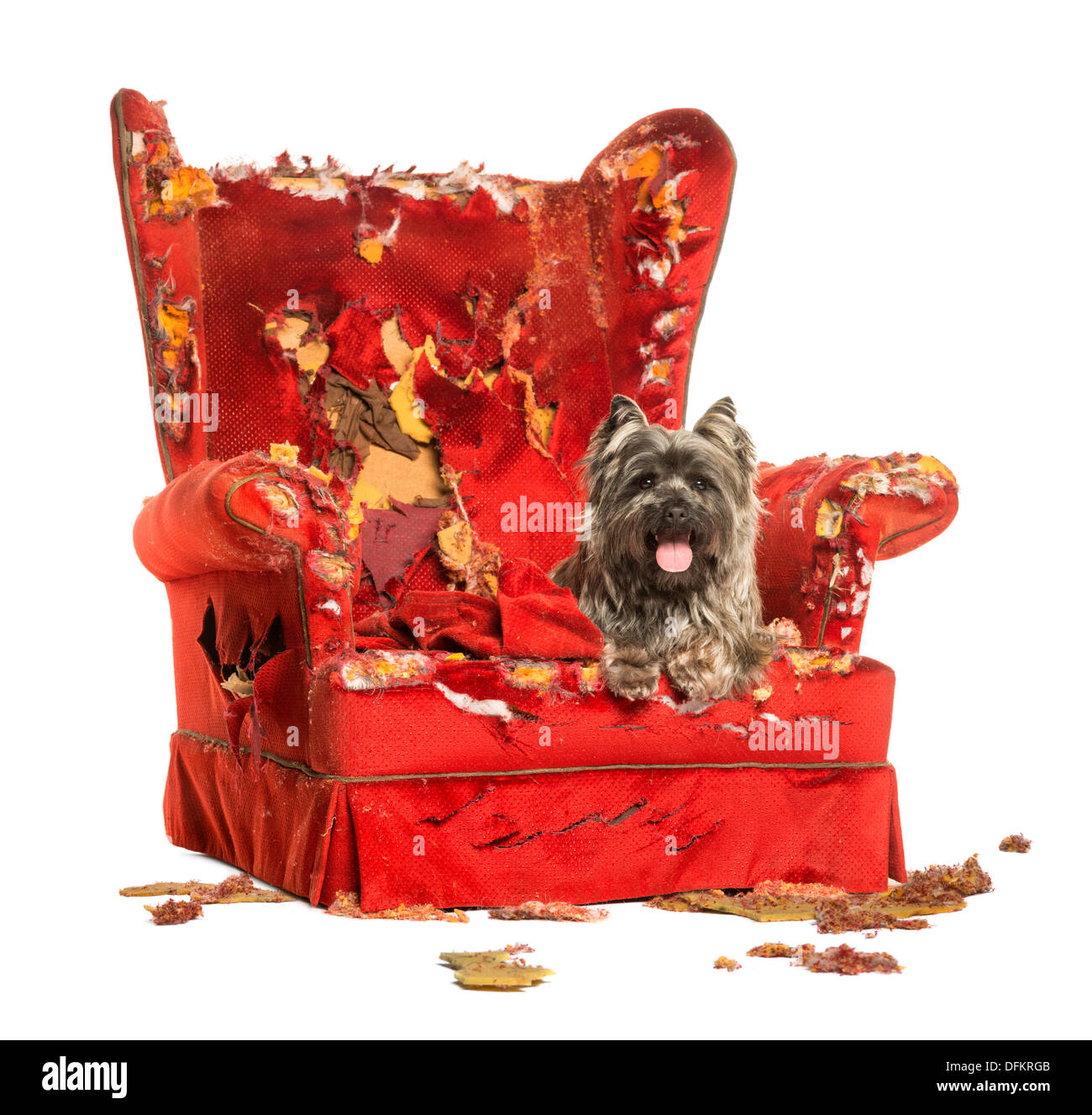 Cairn Terrier haletant allongé sur un fauteuil endommagé contre fond blanc Banque D'Images