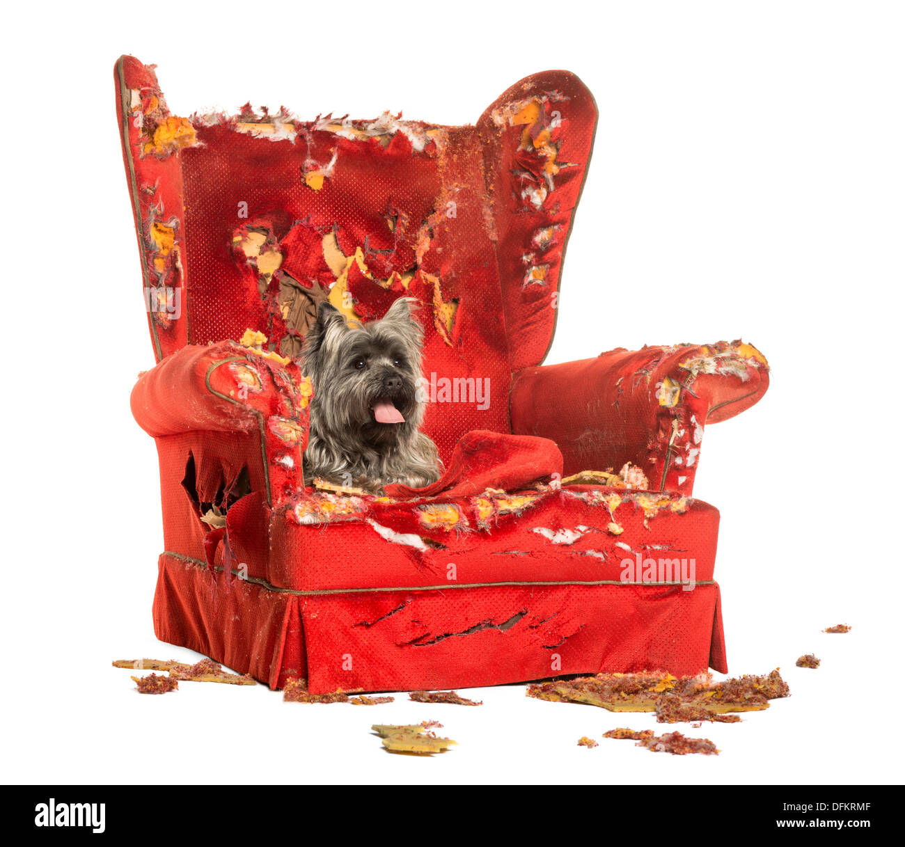 Cairn Terrier haletant allongé sur un fauteuil endommagé contre fond blanc Banque D'Images