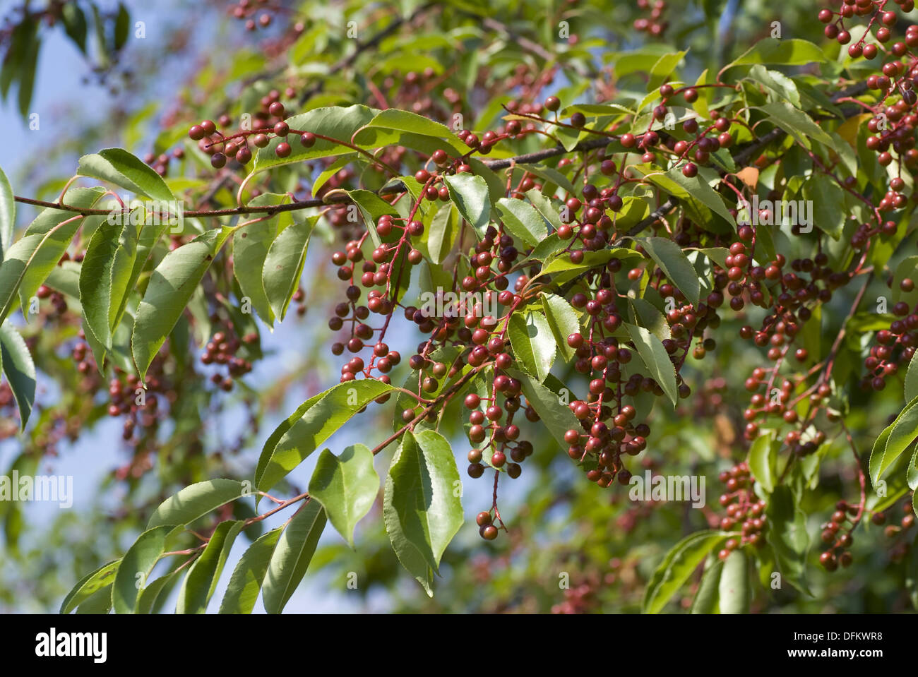 Le cerisier tardif, Prunus serotina Banque D'Images