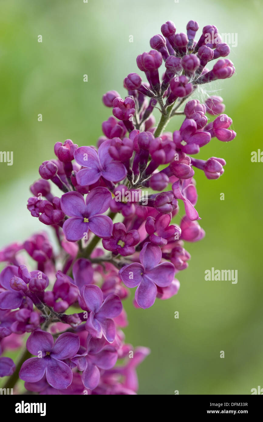 Syringa vulgaris, le lilas commun Banque D'Images