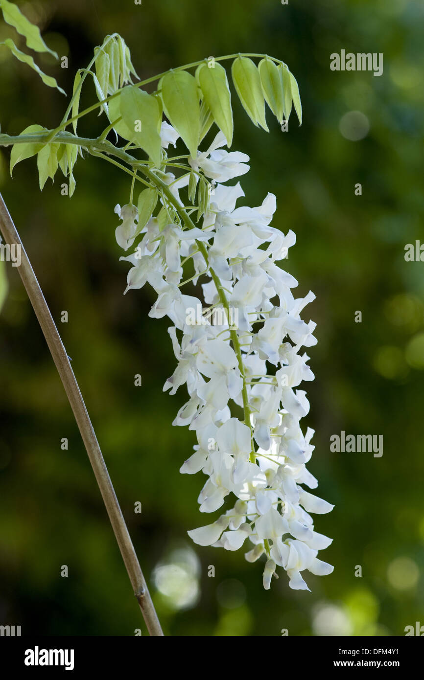 Glycine de Chine, wisteria sinensis Banque D'Images