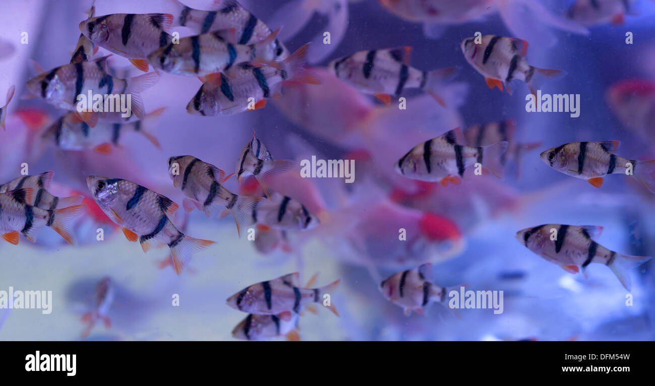 La griffe de tigre, rouge, cap.Oranda ,en agitant l'eau de l'aquarium. Banque D'Images