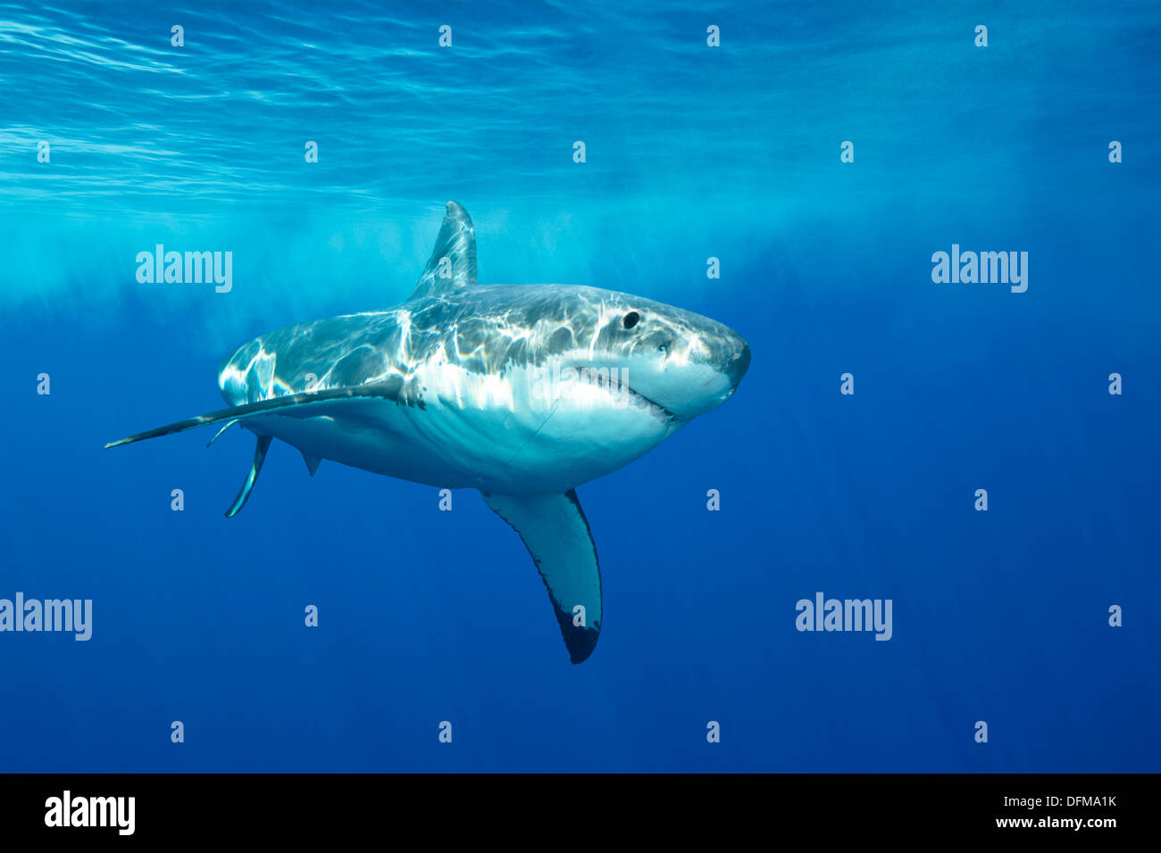 Un grand requin blanc de la baignade à l'île de Guadalupe, en quête de nourriture. Banque D'Images