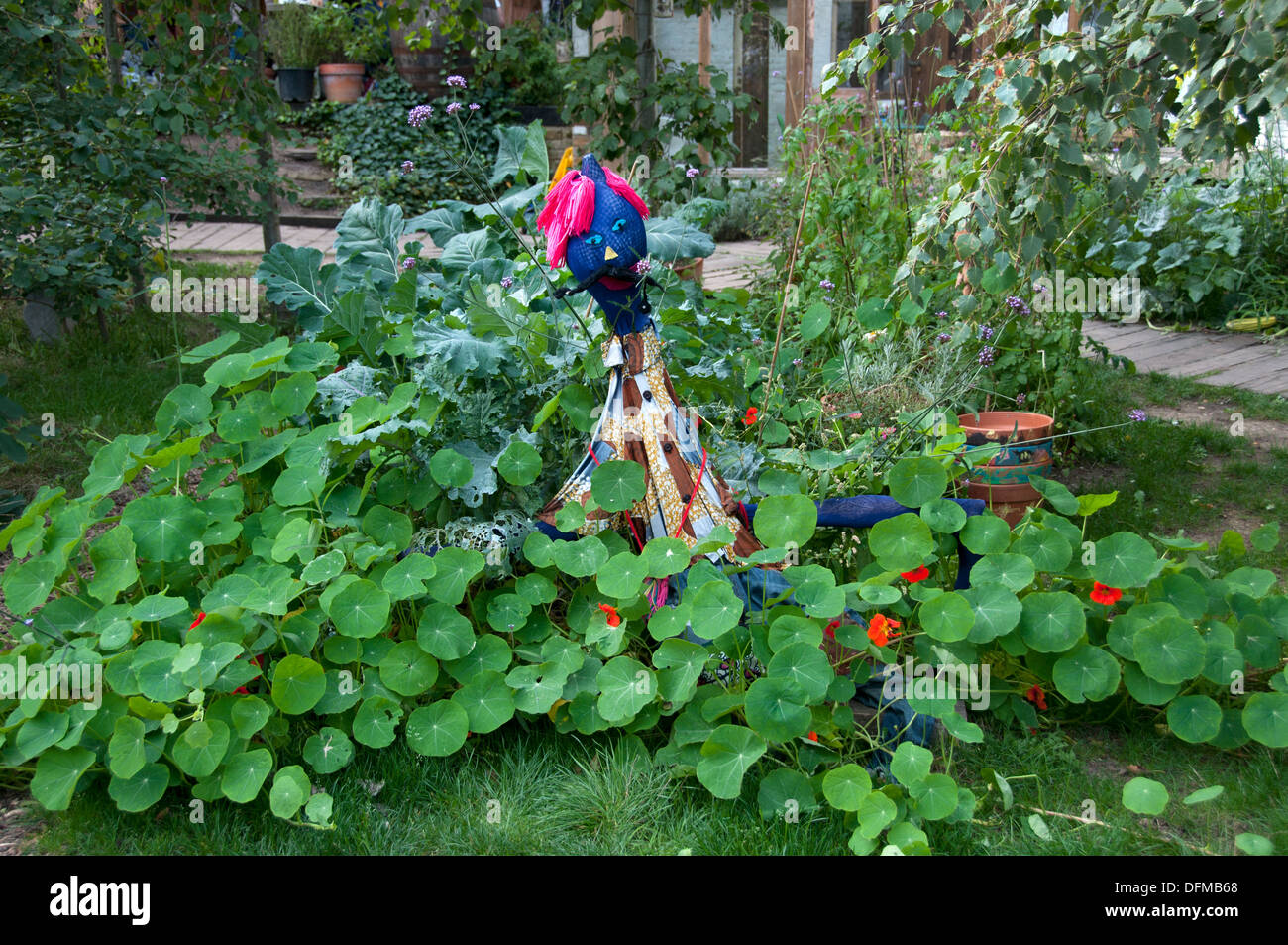 Hackney, Londres 2013. Courbe de Dalston garden. Fleurs de capucines et de l'Épouvantail Banque D'Images