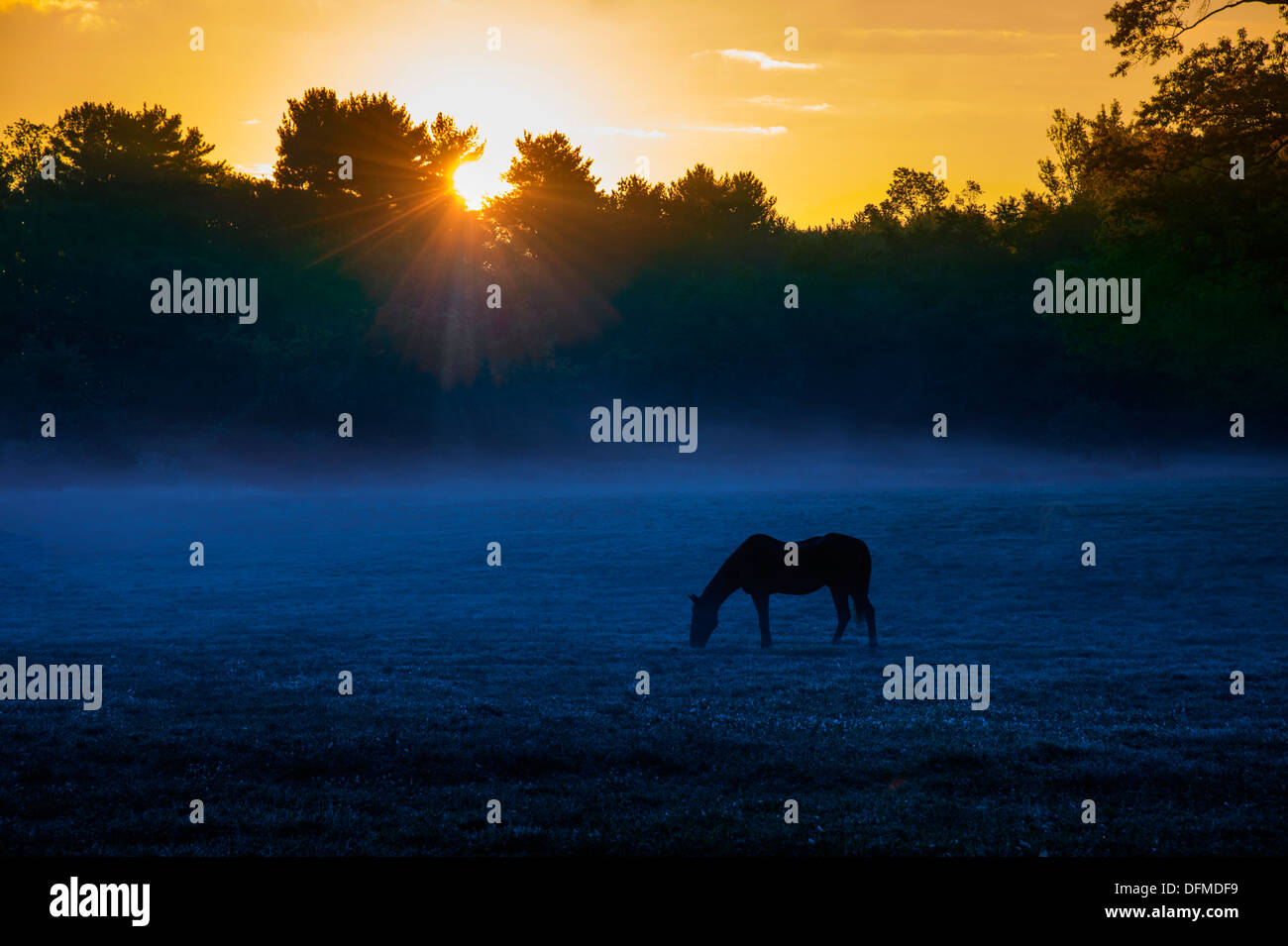 Cheval en champ de brume au lever du soleil Banque D'Images
