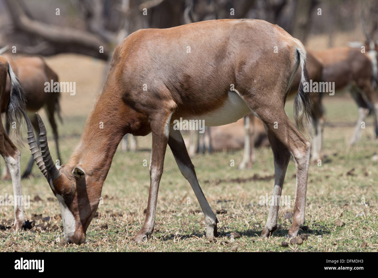 Le Blesbok, d'un grand herbivore endémique à l'Afrique du Sud, dans un parc national d'Afrique du Sud Banque D'Images