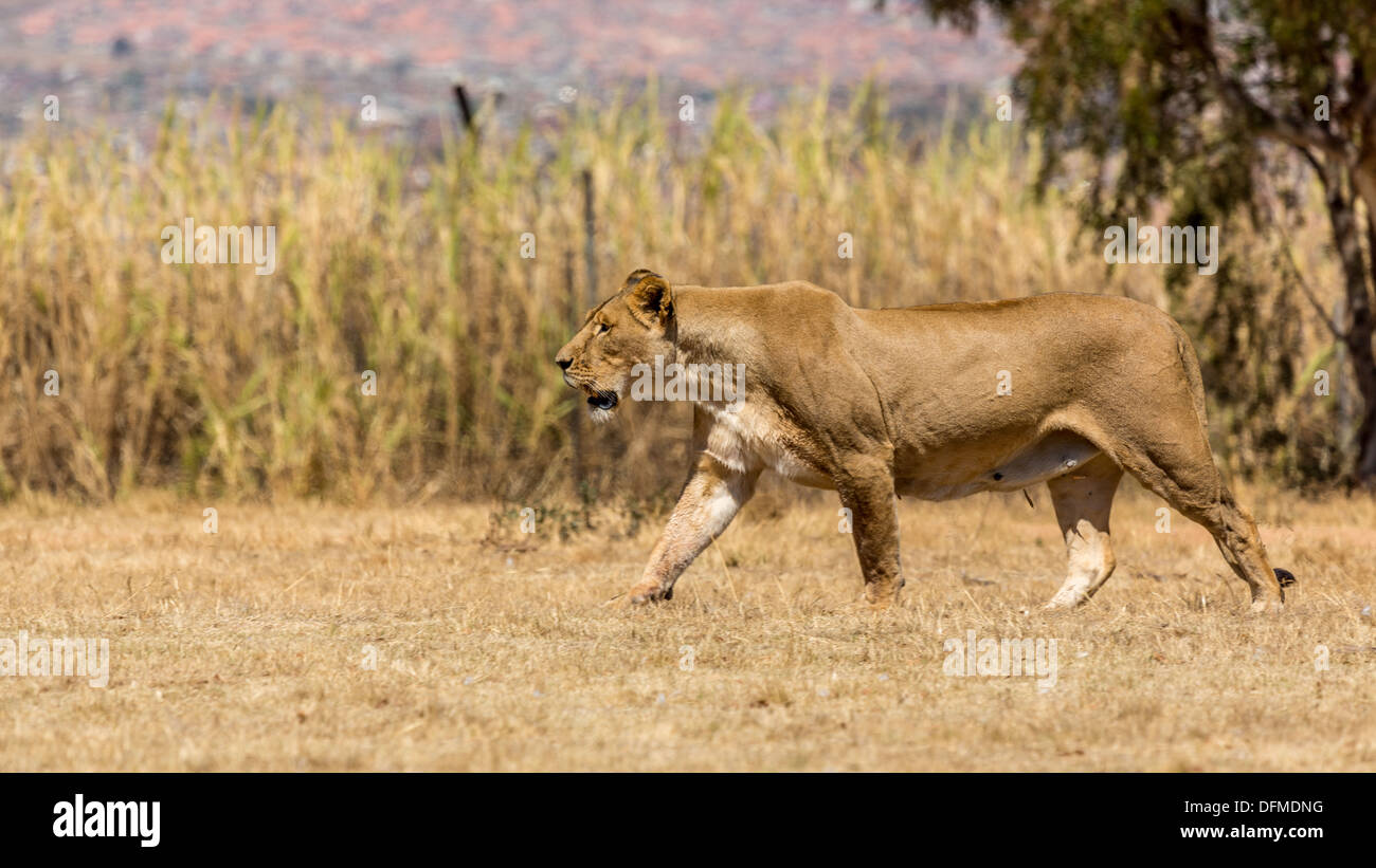 Une lionne d'une promenade dans la savane sèche des terres d'un parc national en Afrique du Sud Banque D'Images
